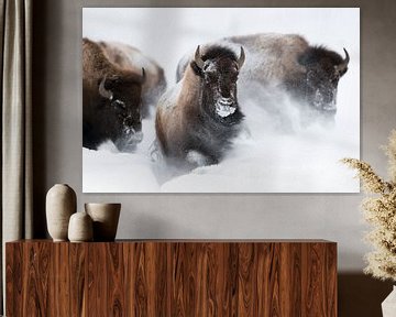 American Bisons ( Bison bison ) running through fresh powder snow van wunderbare Erde