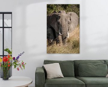 Elephant mom by Bart Hendriks