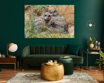 Eurasian Eagle Owls ( Bubo bubo ), young chicks sur wunderbare Erde