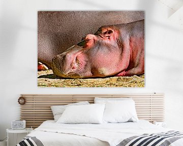 Young hippopotamus sur Leopold Brix