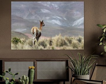 Vicuna in Bolivien von Marieke Funke