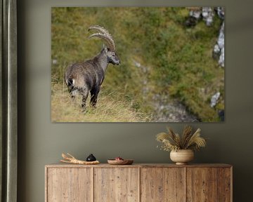 Steinbock * Capra ibex * in den Schweizer Alpen von wunderbare Erde