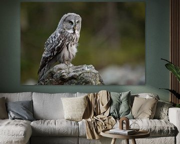 Great Grey Owl ( Strix nebulosa ) hunting van wunderbare Erde