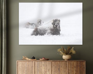 American Bisons ( Bison bison ) in winter, resting during a blizzard van wunderbare Erde
