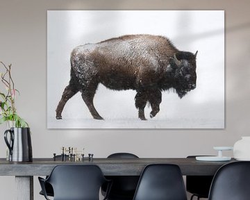 American Bison ( Bison bison ) in winter, walking through snow by wunderbare Erde