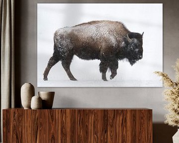 American Bison ( Bison bison ) in winter, walking through snow van wunderbare Erde