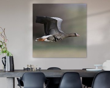 White-fronted Goose ( Anser albifrons ), in fast flight van wunderbare Erde