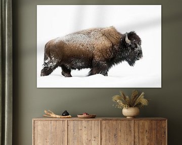 American Bison ( Bison bison ), bull, walking through deep snow by wunderbare Erde