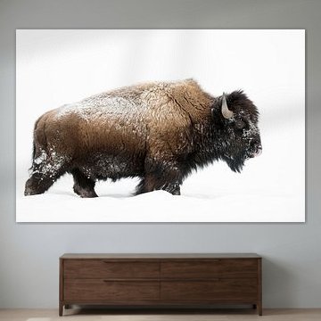Amerikanischer Bison ( Bison bison ), kräftiger Bulle zieht durch hohen Schnee von wunderbare Erde