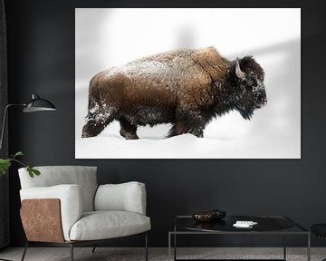 American Bison ( Bison bison ), bull, walking through deep snow van wunderbare Erde