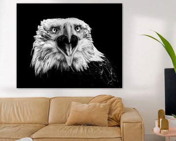 American Eagle closeup - Black White by Vincent Willems