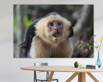 Capucijnaap Costa Rica van Berg Photostore