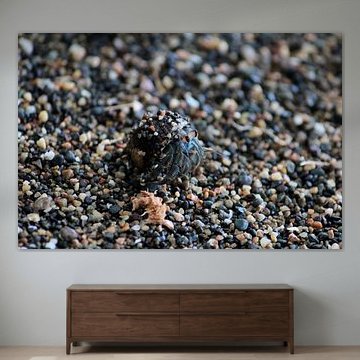 Einsiedlerkrebs Costa Rica