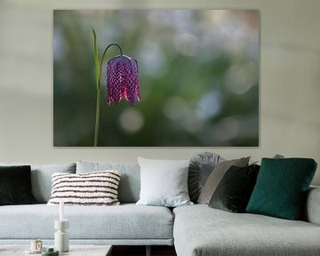 Fritillaria meleagris,  Kievitsbloem van Ineke Nientied