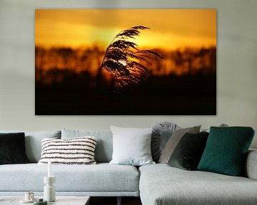 Plume de roseaux avec coucher de soleil orange aux Pays-Bas