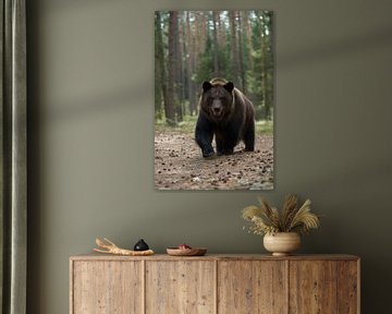 European Brown Bear  ( Ursus arctos ) getting curious by wunderbare Erde