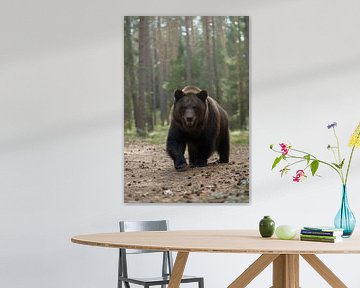 European Brown Bear  ( Ursus arctos ) getting curious van wunderbare Erde