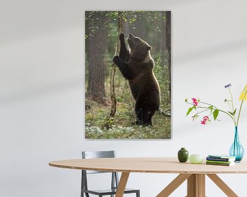 European Brown Bear ( Ursus arctos ), young animal, exploring its surrounding van wunderbare Erde