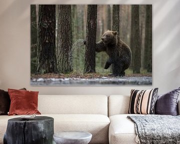 European Brown Bear ( Ursus arctos ),  fighting with a tree, looks funny van wunderbare Erde
