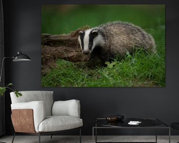 European Badger ( Meles meles ), cute young animal van wunderbare Erde