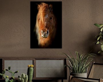 Pony, Shetland Pony, portret. van Gert Hilbink