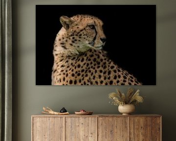 Cheetah, jachtluipaard. Portret. van Gert Hilbink