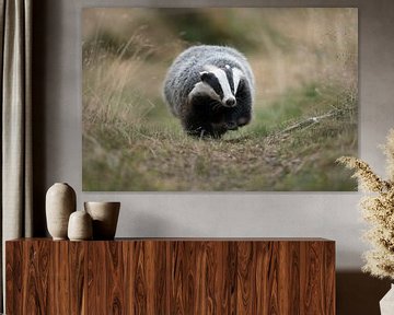 European Badger ( Meles meles ) running along a badger's path by wunderbare Erde