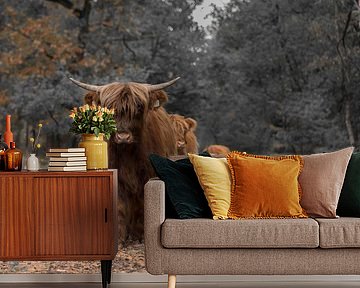 Schottische Highlanders gehen