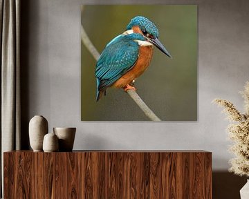 Eurasian Kingfisher ( Alcedo atthis ) van wunderbare Erde