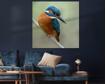 Ijsvogel (Alcedo atthis), kleurrijke jager van wunderbare Erde