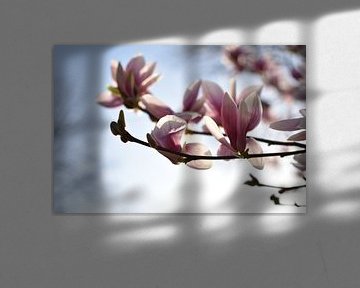 Roze lente bloesem met zonnige focus van bloeiende magnolia bloem