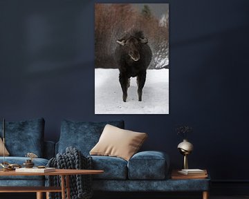 Moose ( Alces alces ) in winter, shaking off water van wunderbare Erde