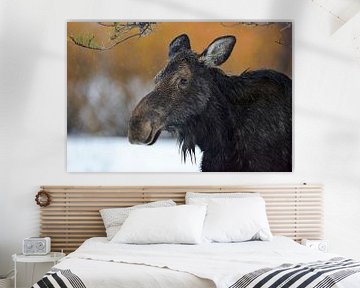 Moose ( Alces alces ) in winter, headshot of an adult female by wunderbare Erde