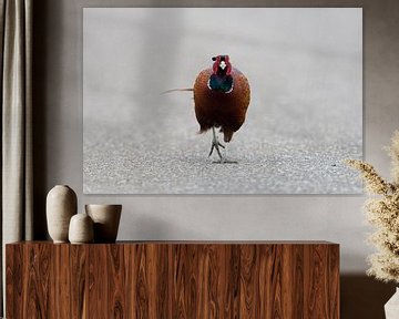 Ring-necked Pheasant ( Phasianus colchicus ) running on a road