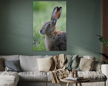 European Hare ( Lepus europaeus ), close up, headshot