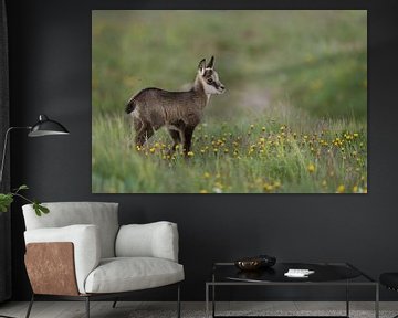 Chamois ( Rupicapra rupicapra ), cute fawn on a flowering alpine meadow van wunderbare Erde