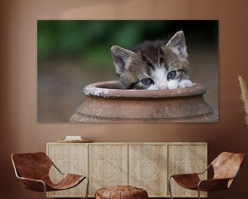 Kitten in aardewerken pot