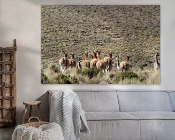Vicunas auf dem bolivianischen Plateau