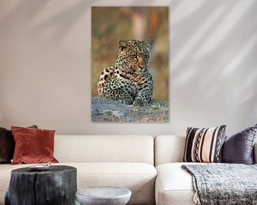 Leopard in Okavango von Marieke Funke