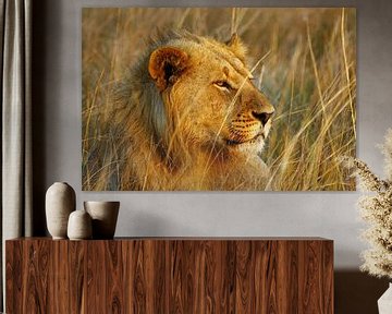 Lion in Okavango Delta by Marieke Funke