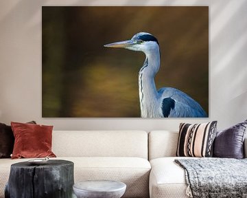Gray Heron ( Ardea cinerea ), close-up, portrait, head shot van wunderbare Erde