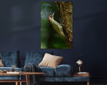 Green Woodpecker ( Picus viridis ) in dark woods van wunderbare Erde