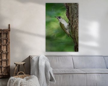 Green Woodpecker ( Picus viridis ), perched on a tree trunk, turning back its head van wunderbare Erde