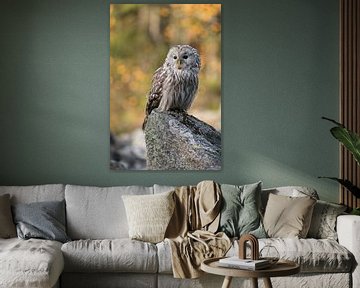 Ural Owl ( Strix uralensis ) in front of autumnal colored woods van wunderbare Erde