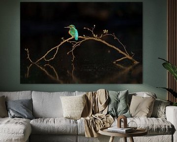 The last light by Kingfisher.photo - Corné van Oosterhout