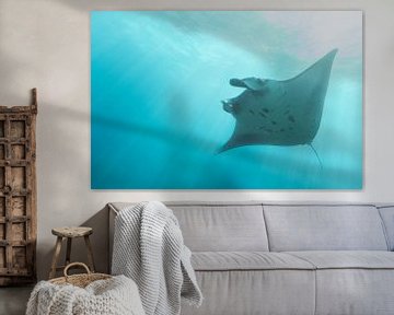 Manta ray by Luc Buthker
