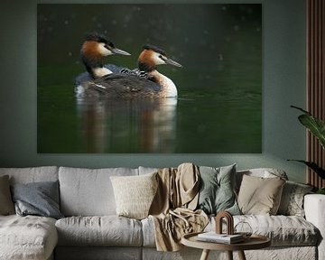 Great Crested Grebes ( Podiceps cristatus ), carrying their chicks on the back