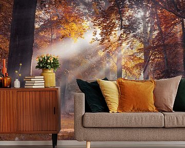 Sunbeams through the autumn trees by Rob Visser