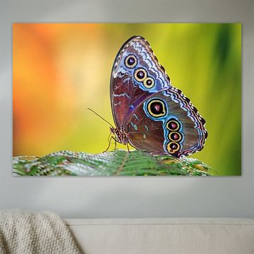 Blauwe Morpho vlinder