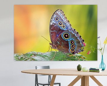 Blauwe Morpho vlinder von Dennis van de Water